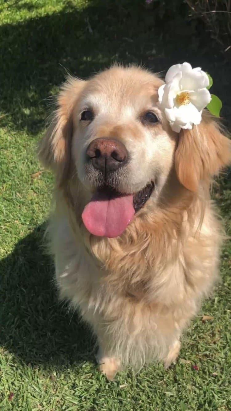 Flower Dog