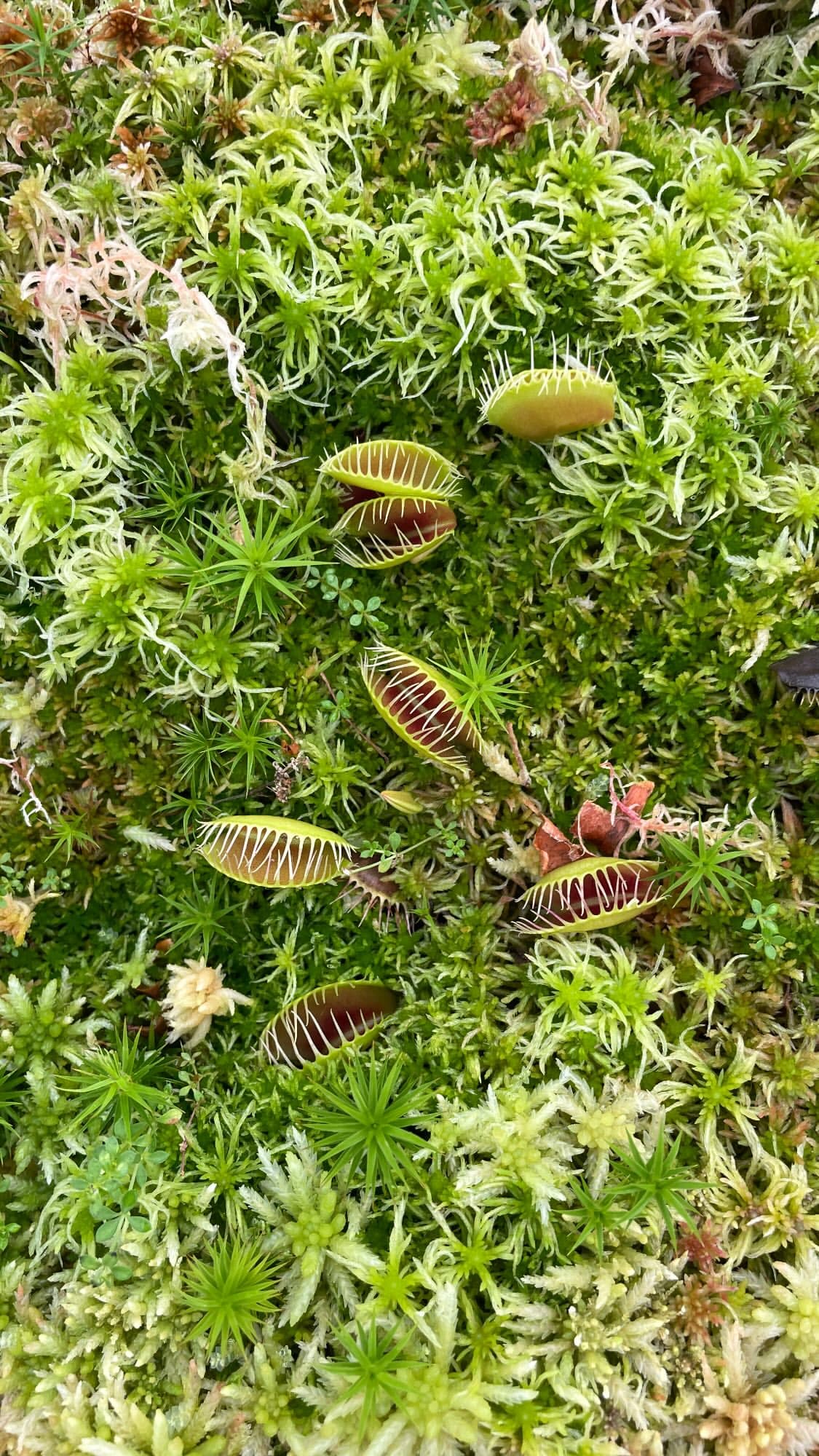 Flora