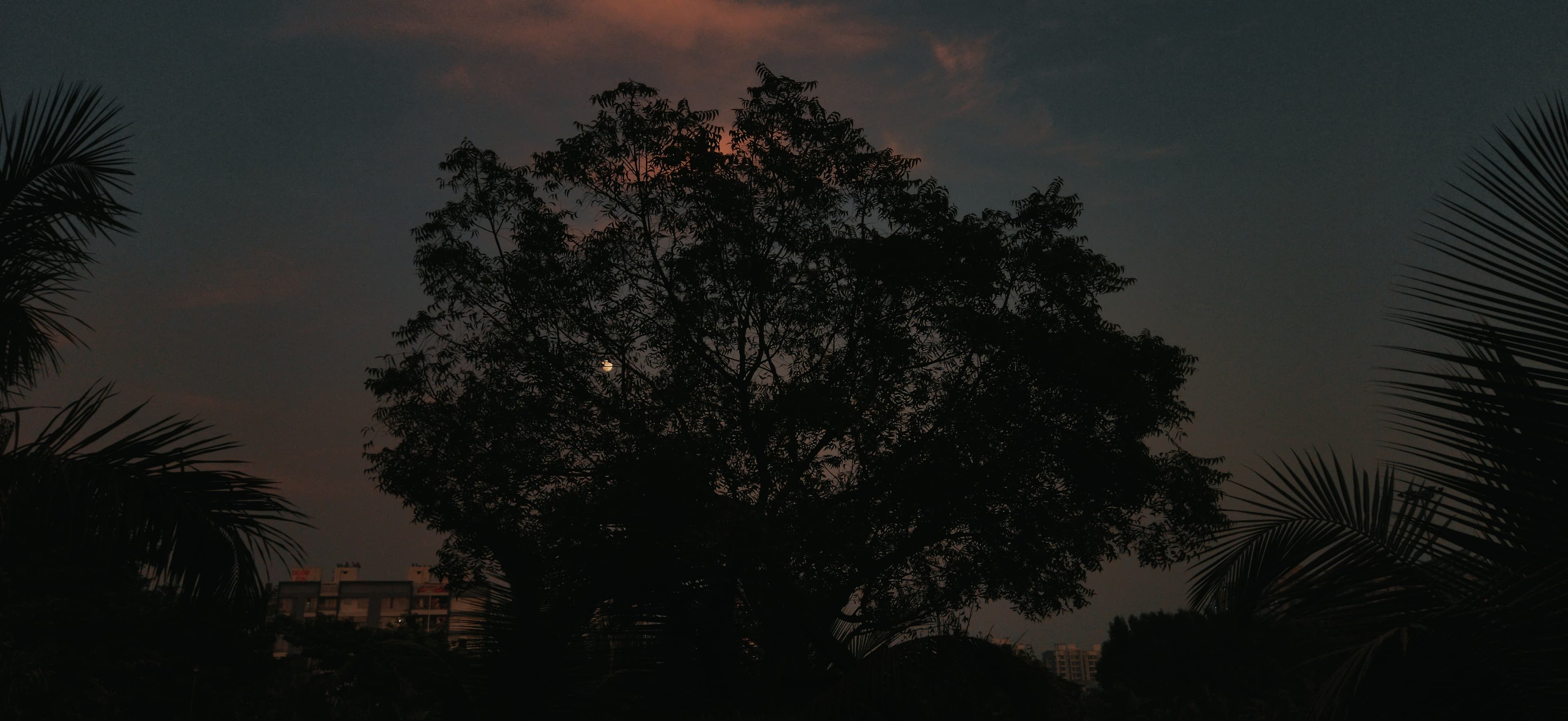 Moon Tree