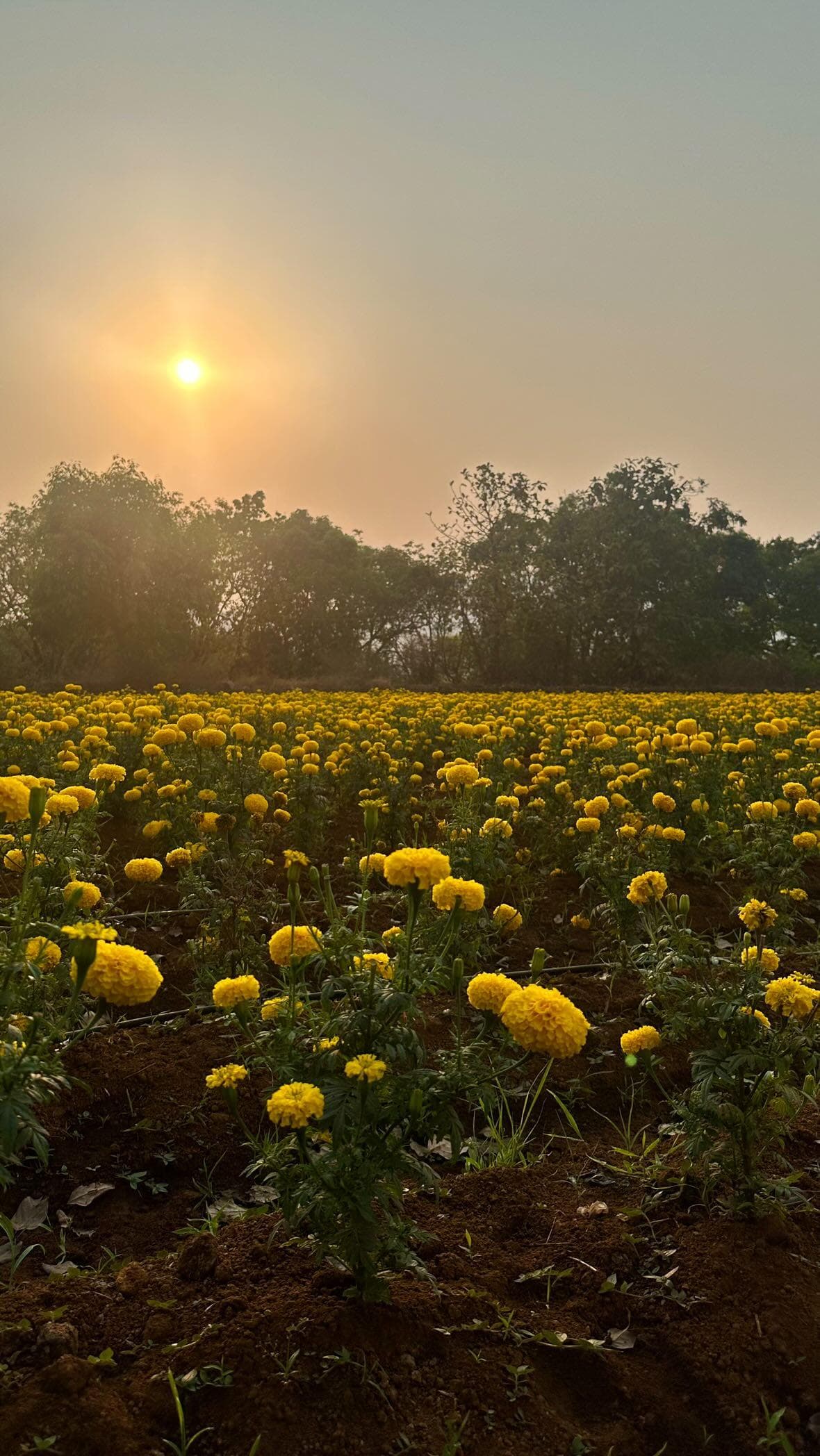 Flower Field